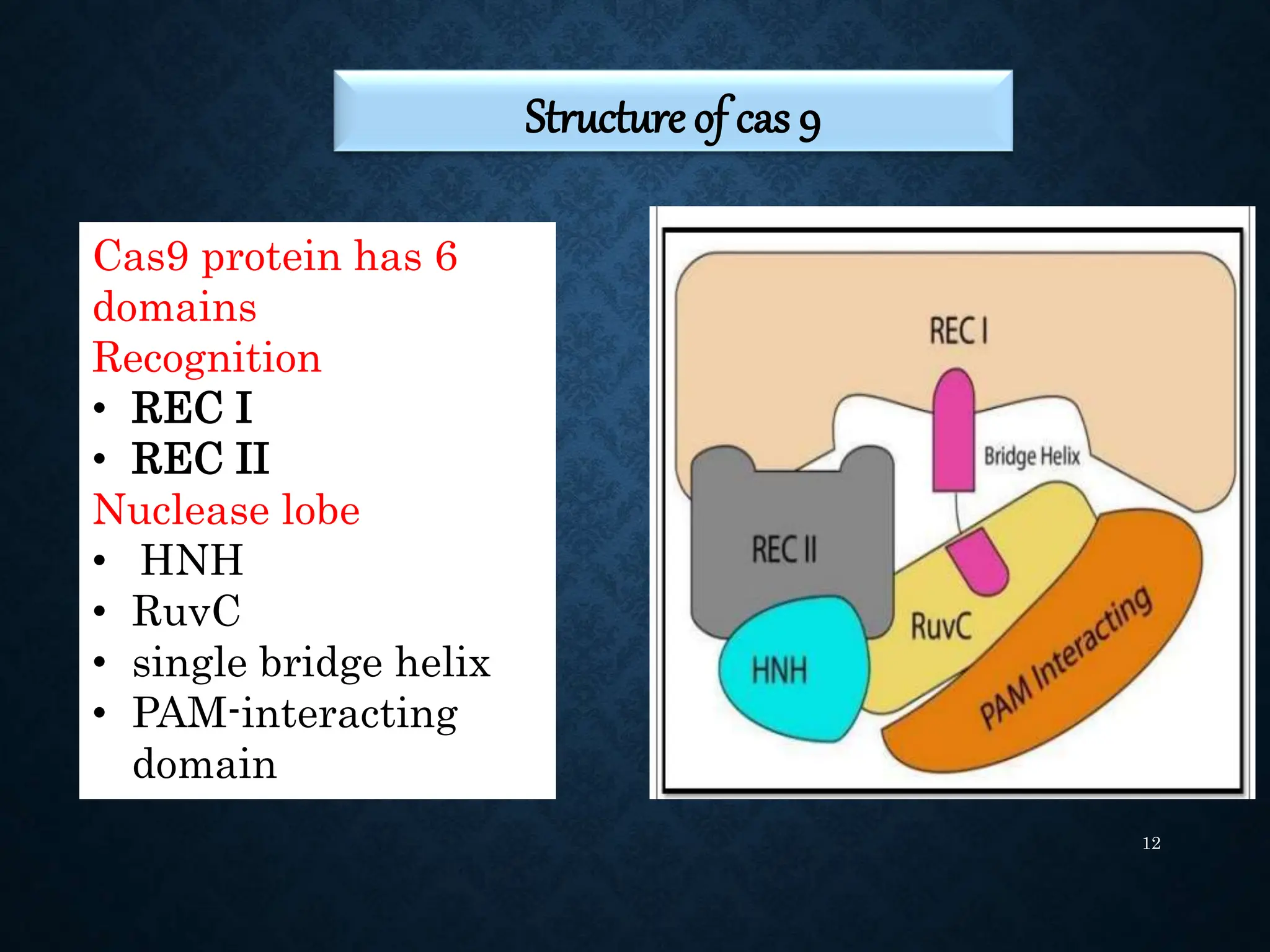 CRISPR PPT.pptx