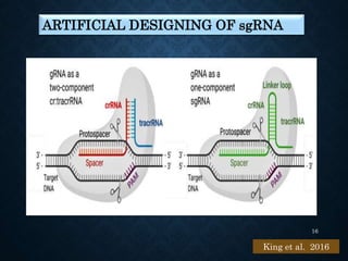 CRISPR PPT.pptx
