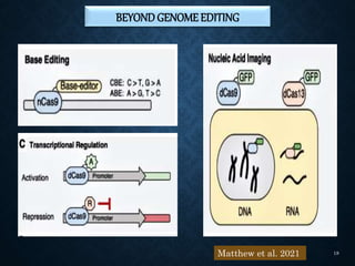BEYONDGENOMEEDITING
Matthew et al. 2021 18
 