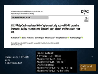 Single mutant:
Δ hvmorc1-L3: −2 bp;
Δhvmorc6a-L9:+1 bp;
Δhvmorc6a-L16: −25 bp;
Double mutant:
Δhvmorc1/6a-L4: −2 bp/ + 1 bp;
Δhvmorc1/6a-L5: −2 bp/-8 bp
Target gene : MORC
gene
( Microrchidia)
31
Galli et al.
2022
 
