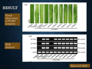 Kan et al. 2023
Visual
observation
of WYMV
symptom
RESULT
PCR
Analysis
36
 