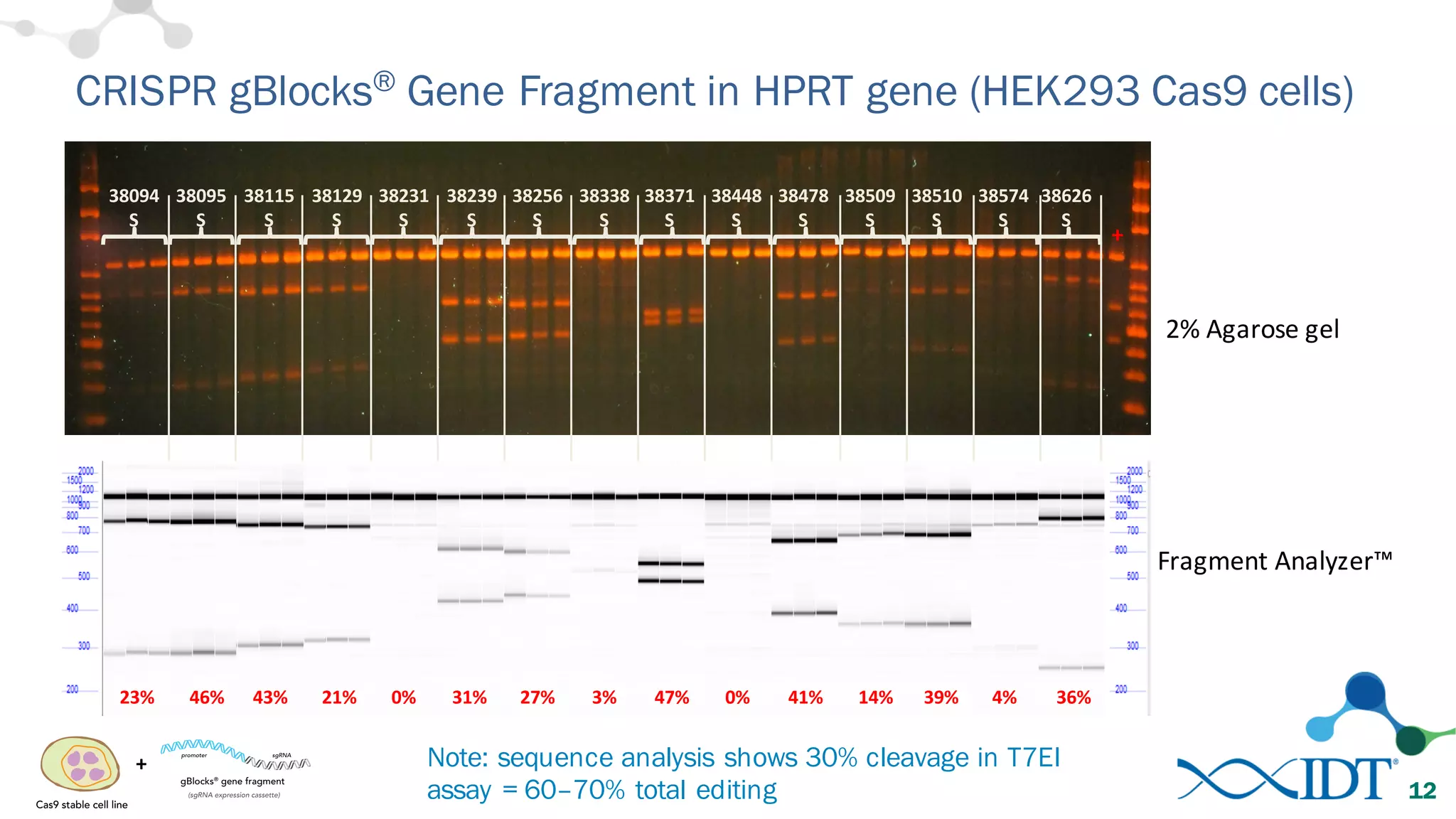 CRISPR gBlocks® Gene Fragment in HPRT gene (HEK293 Cas9 cells)
12
38094
S
38095
S
38115
S
38129
S
38231
S
38239
S
38256
S
38338
S
38371
S
38448
S
38478
S
38509
S
38510
S
38574
S
38626
S
+
23% 46% 21% 0% 31% 27% 3% 47% 0% 41% 14% 39% 4% 36%43%	
  
2%	
  Agarose	
  gel
Fragment	
  Analyzer™
Note: sequence analysis shows 30% cleavage in T7EI
assay = 60–70% total editing
+
 