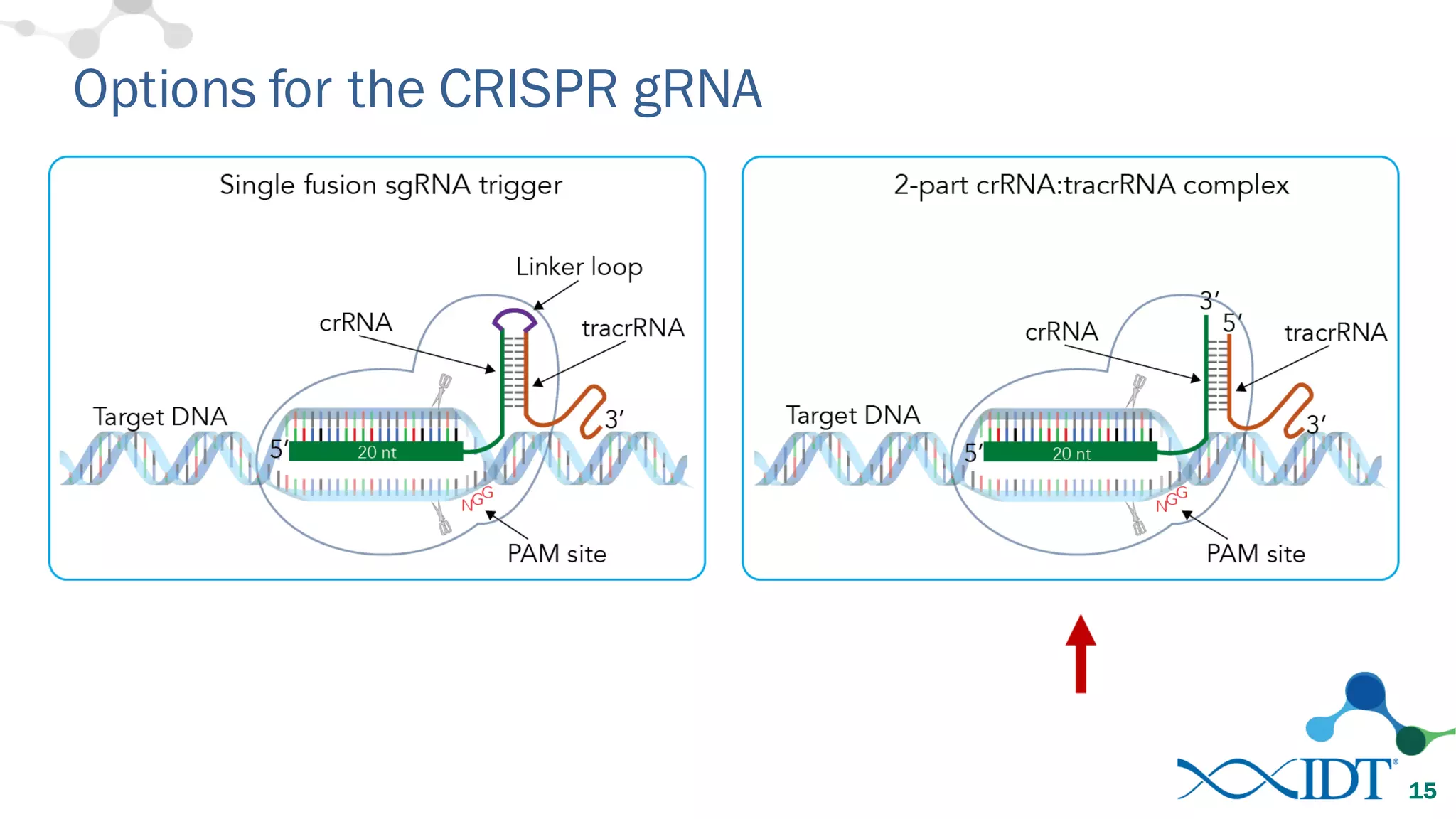 Options for the CRISPR gRNA
15
 
