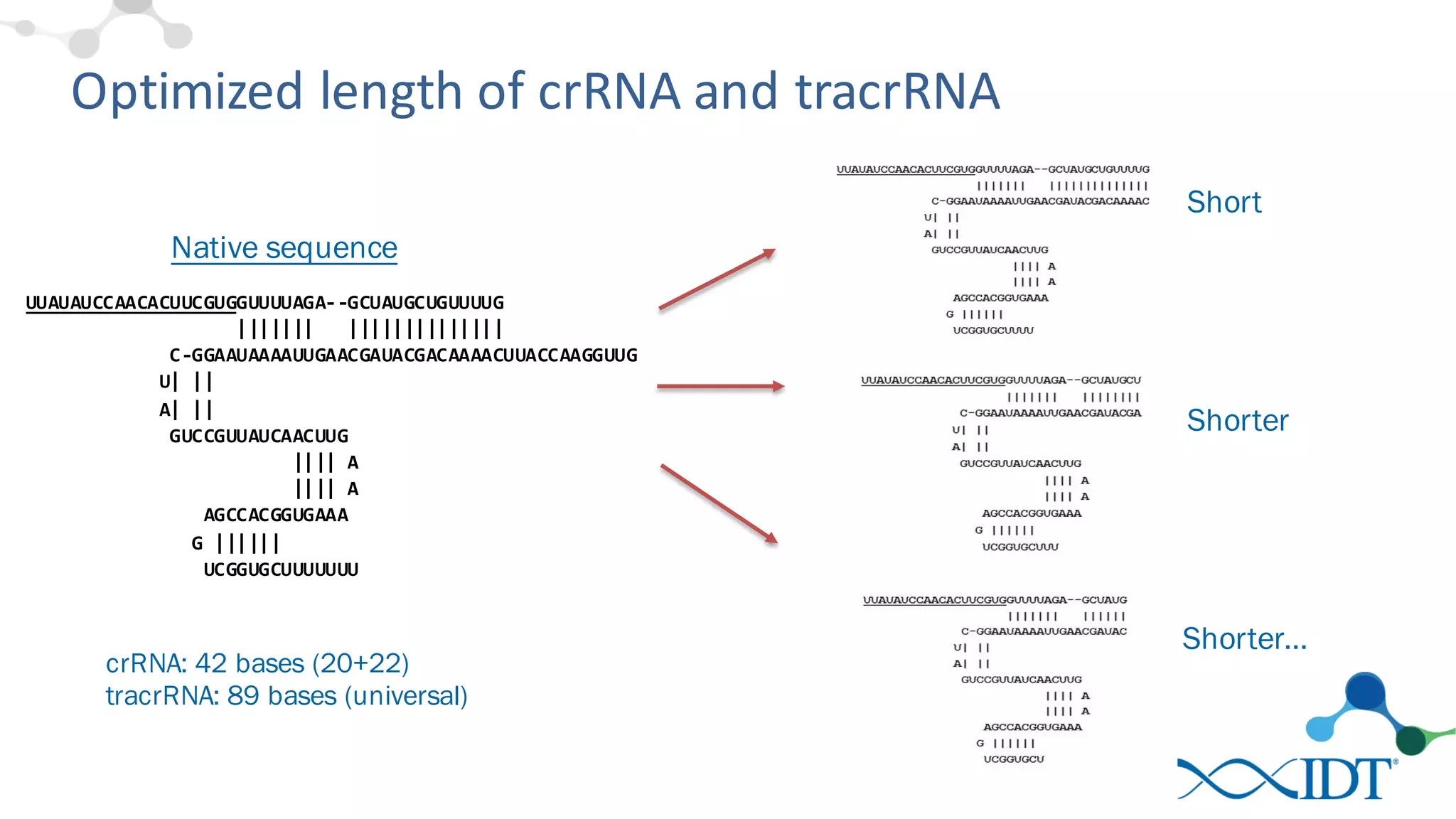 Optimized	
  length	
  of	
  crRNA	
  and	
  tracrRNA
crRNA: 42 bases (20+22)
tracrRNA: 89 bases (universal)
UUAUAUCCAACACUUCGUGGUUUUAGA-­‐-­‐GCUAUGCUGUUUUG
|||||||      ||||||||||||||
C-­‐GGAAUAAAAUUGAACGAUACGACAAAACUUACCAAGGUUG
U|  ||
A|  ||
GUCCGUUAUCAACUUG
||||  A
||||  A
AGCCACGGUGAAA
G  ||||||
UCGGUGCUUUUUUU
Native sequence
Shorter
Shorter…
Short
 