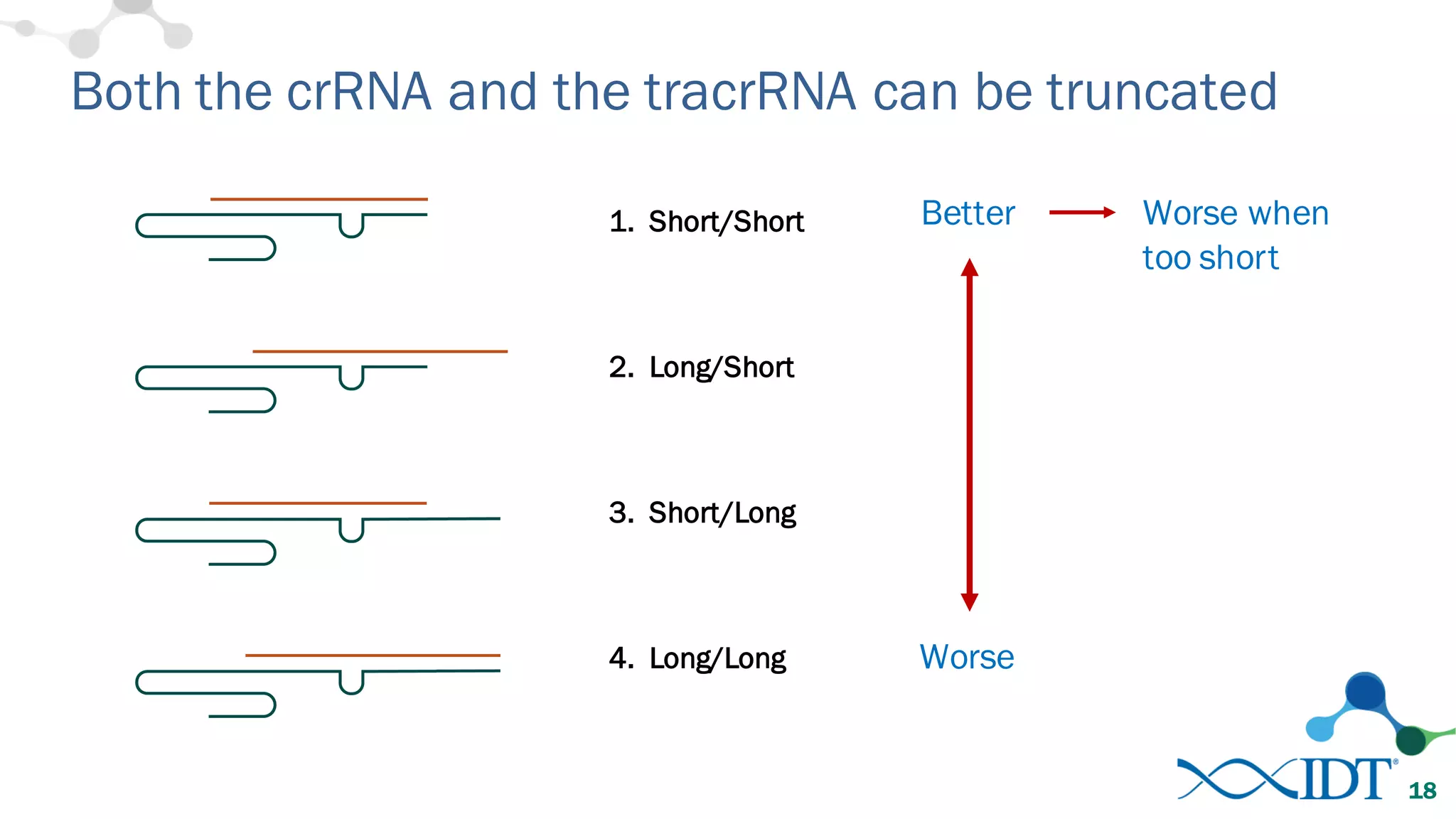 Both the crRNA and the tracrRNA can be truncated
18
1. Short/Short
2. Long/Short
3. Short/Long
4. Long/Long Worse
Worse when
too short
Better
 