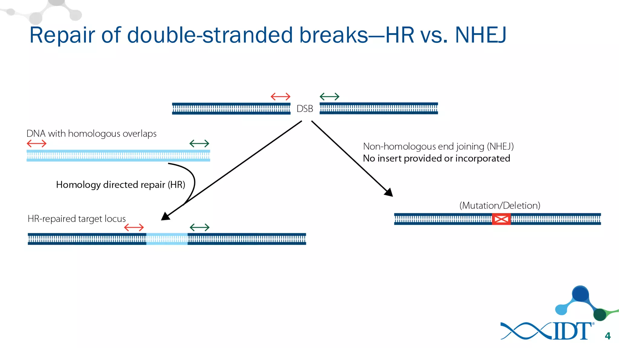 Repair of double-stranded breaks—HR vs. NHEJ
4
 