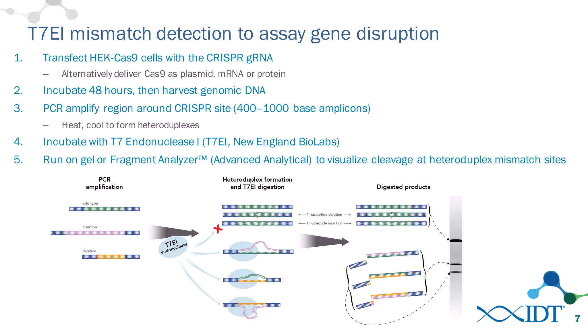 T7EI mismatch detection to assay gene disruption
1. Transfect HEK-Cas9 cells with the CRISPR gRNA
– Alternatively deliver Cas9 as plasmid, mRNA or protein
2. Incubate 48 hours, then harvest genomic DNA
3. PCR amplify region around CRISPR site (400–1000 base amplicons)
– Heat, cool to form heteroduplexes
4. Incubate with T7 Endonuclease I (T7EI, New England BioLabs)
5. Run on gel or Fragment Analyzer™ (Advanced Analytical) to visualize cleavage at heteroduplex mismatch sites
7
 