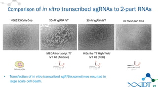 • Transfection of in vitro transcribed sgRNAs sometimes resulted in
large scale cell death.
Comparison of in vitro transcribed sgRNAs to 2-part RNAs
29
MEGAshortscript T7	
  	
  	
  	
  	
  	
  	
  	
  	
  	
  	
  	
  	
  	
  	
  	
  	
  
IVT	
  Kit	
  (Ambion)
HiScribe T7	
  High	
  Yield	
  
IVT	
  Kit	
  (NEB)
 