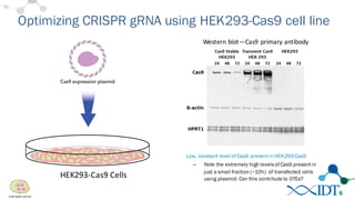 Optimizing CRISPR gRNA using HEK293-Cas9 cell line
6
Low, constant level of Cas9 presentin HEK293-Cas9
– Note the extremely high levels of Cas9 presentin
just a small fraction (~10%) of transfected cells
using plasmid. Can this contribute to OTEs?
HEK293-­‐Cas9	
  Cells
Western	
  blot—Cas9	
  primary	
  antibody	
  
 
