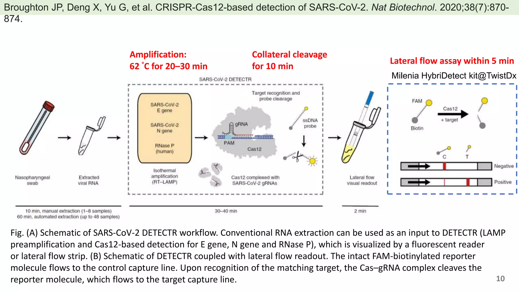 Milenia HybriDetect kit@TwistDx
Fig. (A) Schematic of SARS-CoV-2 DETECTR workflow. Conventional RNA extraction can be used as an input to DETECTR (LAMP
preamplification and Cas12-based detection for E gene, N gene and RNase P), which is visualized by a fluorescent reader
or lateral flow strip. (B) Schematic of DETECTR coupled with lateral flow readout. The intact FAM-biotinylated reporter
molecule flows to the control capture line. Upon recognition of the matching target, the Cas–gRNA complex cleaves the
reporter molecule, which flows to the target capture line.
Broughton JP, Deng X, Yu G, et al. CRISPR-Cas12-based detection of SARS-CoV-2. Nat Biotechnol. 2020;38(7):870-
874.
Amplification:
62 °C for 20–30 min
Lateral flow assay within 5 min
Collateral cleavage
for 10 min
10
 