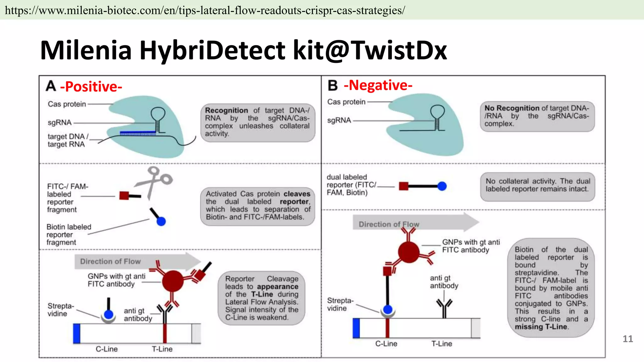 Milenia HybriDetect kit@TwistDx
-Positive- -Negative-
11
https://www.milenia-biotec.com/en/tips-lateral-flow-readouts-crispr-cas-strategies/
 