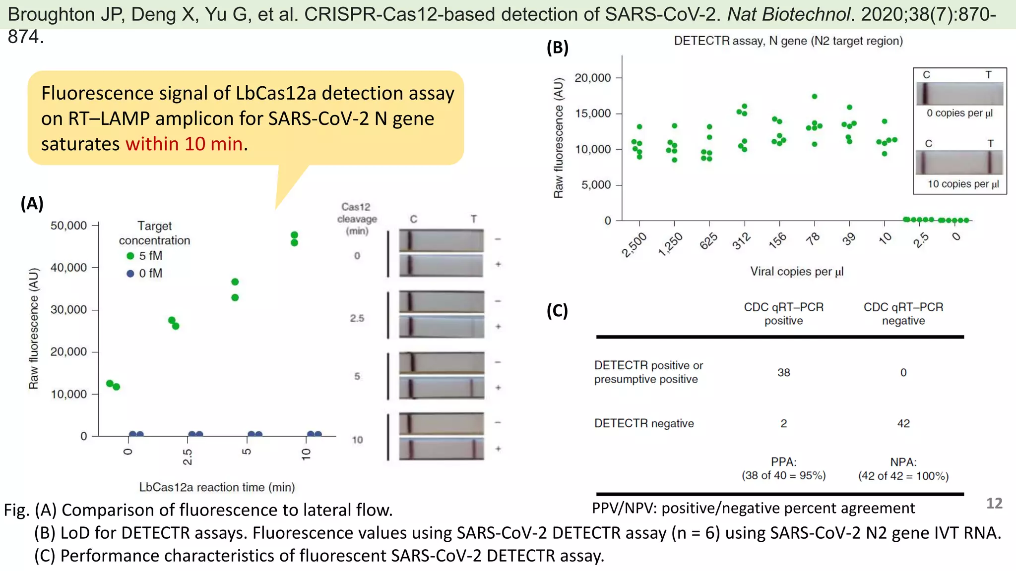 Fig. (A) Comparison of fluorescence to lateral flow.
(B) LoD for DETECTR assays. Fluorescence values using SARS-CoV-2 DETECTR assay (n = 6) using SARS-CoV-2 N2 gene IVT RNA.
(C) Performance characteristics of fluorescent SARS-CoV-2 DETECTR assay.
Broughton JP, Deng X, Yu G, et al. CRISPR-Cas12-based detection of SARS-CoV-2. Nat Biotechnol. 2020;38(7):870-
874.
(A)
(B)
(C)
Fluorescence signal of LbCas12a detection assay
on RT–LAMP amplicon for SARS-CoV-2 N gene
saturates within 10 min.
12
PPV/NPV: positive/negative percent agreement
 