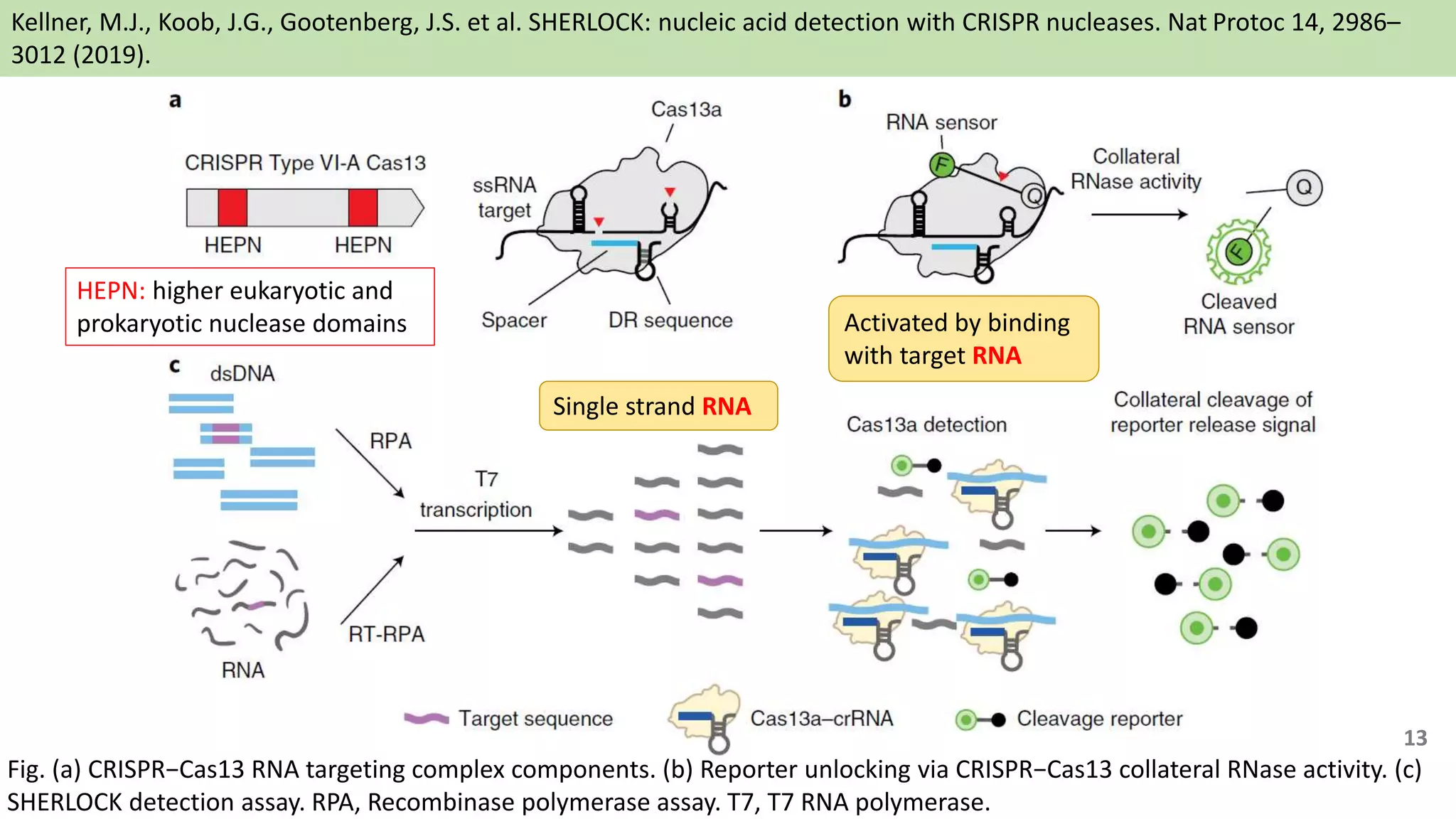 Kellner, M.J., Koob, J.G., Gootenberg, J.S. et al. SHERLOCK: nucleic acid detection with CRISPR nucleases. Nat Protoc 14, 2986–
3012 (2019).
Fig. (a) CRISPR−Cas13 RNA targeting complex components. (b) Reporter unlocking via CRISPR−Cas13 collateral RNase activity. (c)
SHERLOCK detection assay. RPA, Recombinase polymerase assay. T7, T7 RNA polymerase.
HEPN: higher eukaryotic and
prokaryotic nuclease domains Activated by binding
with target RNA
Single strand RNA
13
 