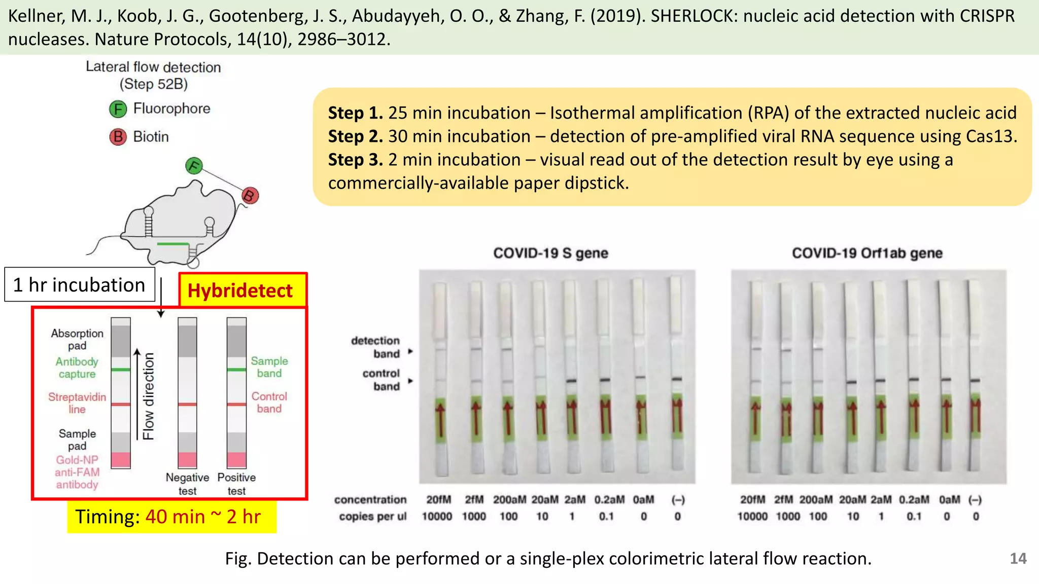 Kellner, M. J., Koob, J. G., Gootenberg, J. S., Abudayyeh, O. O., & Zhang, F. (2019). SHERLOCK: nucleic acid detection with CRISPR
nucleases. Nature Protocols, 14(10), 2986–3012.
Fig. Detection can be performed or a single-plex colorimetric lateral flow reaction.
Timing: 40 min ~ 2 hr
Hybridetect
14
1 hr incubation
Step 1. 25 min incubation – Isothermal amplification (RPA) of the extracted nucleic acid
Step 2. 30 min incubation – detection of pre-amplified viral RNA sequence using Cas13.
Step 3. 2 min incubation – visual read out of the detection result by eye using a
commercially-available paper dipstick.
 