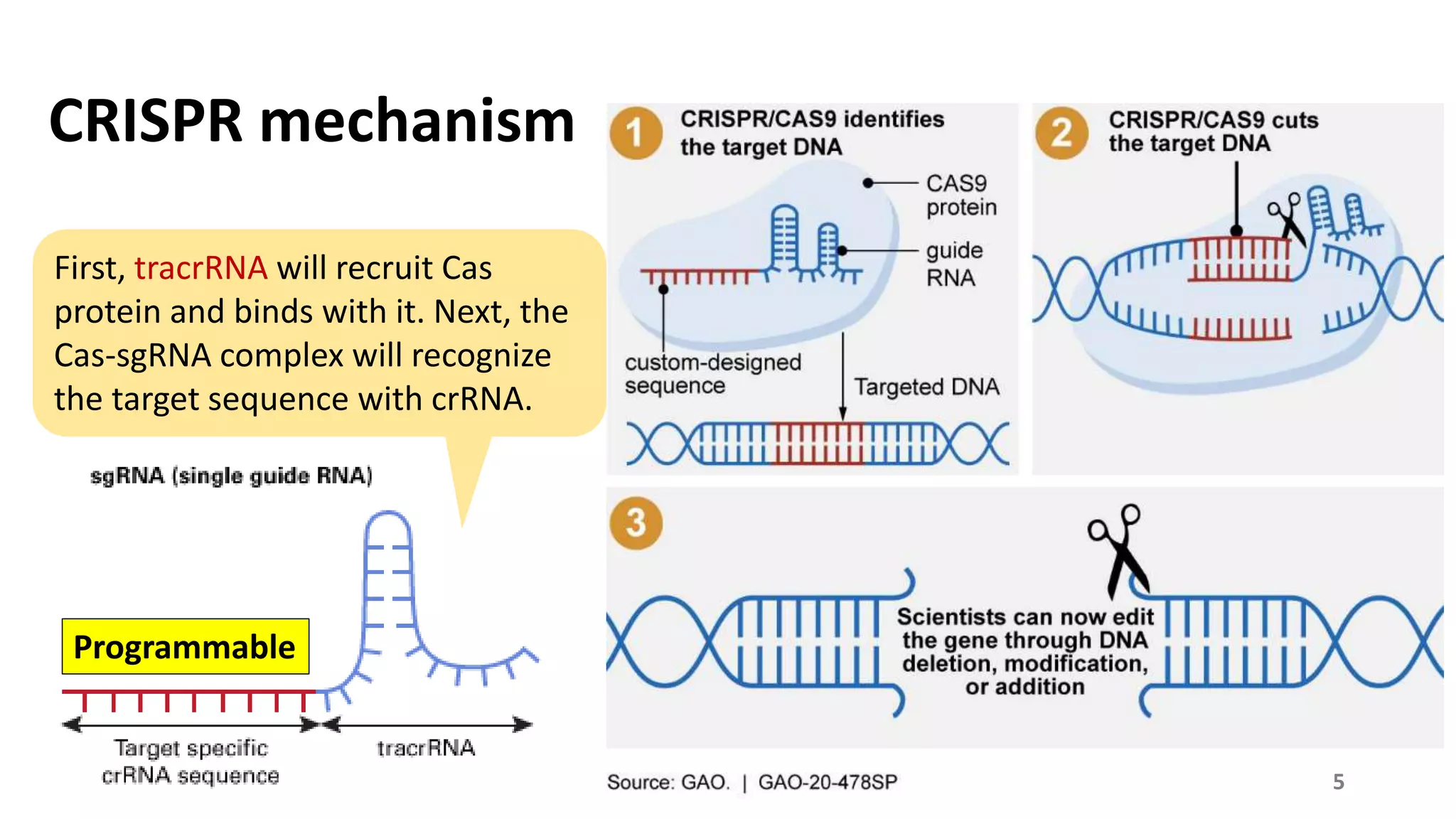 CRISPR mechanism
First, tracrRNA will recruit Cas
protein and binds with it. Next, the
Cas-sgRNA complex will recognize
the target sequence with crRNA.
Programmable
5
 