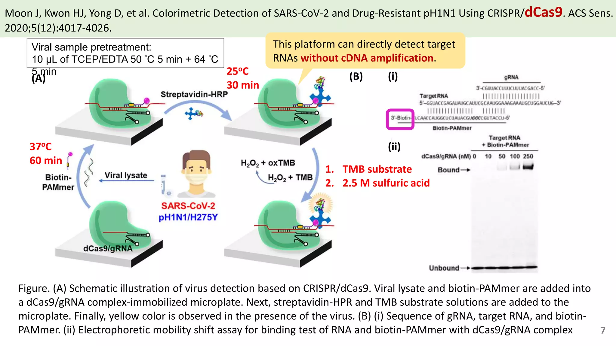 Moon J, Kwon HJ, Yong D, et al. Colorimetric Detection of SARS-CoV-2 and Drug-Resistant pH1N1 Using CRISPR/dCas9. ACS Sens.
2020;5(12):4017-4026.
Figure. (A) Schematic illustration of virus detection based on CRISPR/dCas9. Viral lysate and biotin-PAMmer are added into
a dCas9/gRNA complex-immobilized microplate. Next, streptavidin-HPR and TMB substrate solutions are added to the
microplate. Finally, yellow color is observed in the presence of the virus. (B) (i) Sequence of gRNA, target RNA, and biotin-
PAMmer. (ii) Electrophoretic mobility shift assay for binding test of RNA and biotin-PAMmer with dCas9/gRNA complex
(A) (B) (i)
(ii)
Viral sample pretreatment:
10 μL of TCEP/EDTA 50 °C 5 min + 64 °C
5 min
37oC
60 min
25oC
30 min
1. TMB substrate
2. 2.5 M sulfuric acid
This platform can directly detect target
RNAs without cDNA amplification.
7
 