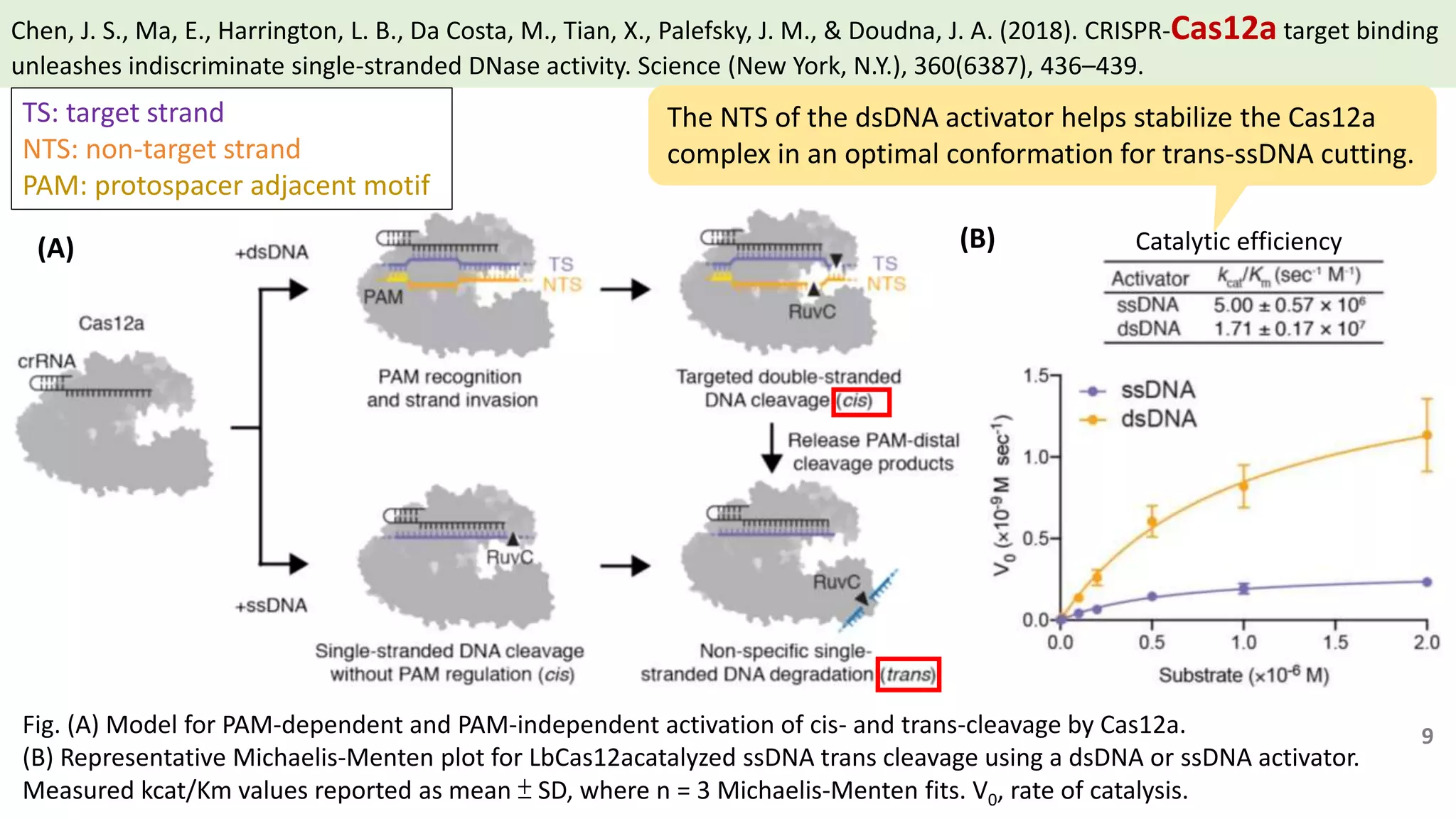 Chen, J. S., Ma, E., Harrington, L. B., Da Costa, M., Tian, X., Palefsky, J. M., & Doudna, J. A. (2018). CRISPR-Cas12a target binding
unleashes indiscriminate single-stranded DNase activity. Science (New York, N.Y.), 360(6387), 436–439.
Fig. (A) Model for PAM-dependent and PAM-independent activation of cis- and trans-cleavage by Cas12a.
(B) Representative Michaelis-Menten plot for LbCas12acatalyzed ssDNA trans cleavage using a dsDNA or ssDNA activator.
Measured kcat/Km values reported as mean ± SD, where n = 3 Michaelis-Menten fits. V0, rate of catalysis.
TS: target strand
NTS: non-target strand
PAM: protospacer adjacent motif
9
(A) (B) Catalytic efficiency
The NTS of the dsDNA activator helps stabilize the Cas12a
complex in an optimal conformation for trans-ssDNA cutting.
 
