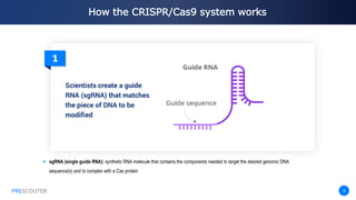 PRESCOUTER 6
How the CRISPR/Cas9 system works
PRESCOUTER
 sgRNA (single guide RNA): synthetic RNA molecule that contains the components needed to target the desired
genomic DNA sequence(s) and to complex with a Cas protein
 