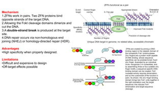 Comprehensive Overview of Genome Editing Technologies: ZFNs, TALENs ...