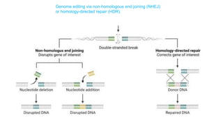 Talens Overview Comprehensive Overview of Genome Editing Technologies: ZFNs, TALENs ...