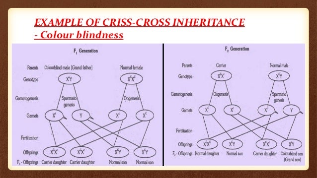 Criss cross inheritance
