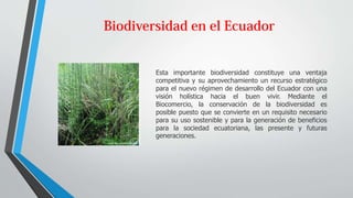 Esta importante biodiversidad constituye una ventaja
competitiva y su aprovechamiento un recurso estratégico
para el nuevo régimen de desarrollo del Ecuador con una
visión holística hacia el buen vivir. Mediante el
Biocomercio, la conservación de la biodiversidad es
posible puesto que se convierte en un requisito necesario
para su uso sostenible y para la generación de beneficios
para la sociedad ecuatoriana, las presente y futuras
generaciones.
 
