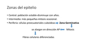 Zonas del epitelio
• Central: población estable-disminuye con años.
• Intermedia: más pequeñas-mitosis ocasional.
• Periferia: células preecuatoriales cuboideas Zona Germinativa
se alargan en dirección AP Mitosis
Fibras celulares diferenciadas
 