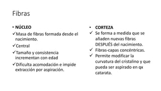 Fibras
• NÚCLEO
Masa de fibras formada desde el
nacimiento.
Central
Tamaño y consistencia
incrementan con edad
Dificulta acomodación e impide
extracción por aspiración.
• CORTEZA
 Se forma a medida que se
añaden nuevas fibras
DESPUÉS del nacimiento.
 Fibras-capas concéntricas.
 Permite modificar la
curvatura del cristalino y que
pueda ser aspirado en qx
catarata.
 