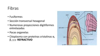 Fibras
• Fusiformes
• Sección transversal hexagonal
• Numerosas proyecciones digitiformes
entrelazadas
• Pocas organelas
• Citoplasma con proteínas cristalinas α,
β, y γ- REFRACTIVO
 