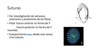 Suturas
• Por interdigitación de extremos
anteriores y posteriores de las fibras.
• Fetal: Sutura anterior en forma de Y
Sutura posterior en forma de Y
invertida
• Envejecimiento añade más ramas
a las suturas.
 