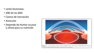 • Lente biconvexa.
• 20D de las 60D.
• Carece de inervación
• Avascular
• Depende de Humor acuoso
y vítreo para su nutrición
 