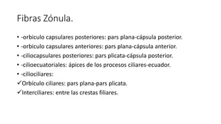 Fibras Zónula.
• -orbiculo capsulares posteriores: pars plana-cápsula posterior.
• -orbiculo capsulares anteriores: pars plana-cápsula anterior.
• -ciliocapsulares posteriores: pars plicata-cápsula posterior.
• -cilioecuatoriales: ápices de los procesos ciliares-ecuador.
• -ciliociliares:
Orbículo ciliares: pars plana-pars plicata.
Interciliares: entre las crestas filiares.
 