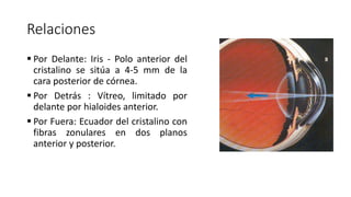 Relaciones
 Por Delante: Iris - Polo anterior del
cristalino se sitúa a 4-5 mm de la
cara posterior de córnea.
 Por Detrás : Vítreo, limitado por
delante por hialoides anterior.
 Por Fuera: Ecuador del cristalino con
fibras zonulares en dos planos
anterior y posterior.
 