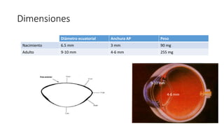 Dimensiones
Diámetro ecuatorial Anchura AP Peso
6.5 mm 3 mm 90 mg
9-10 mm 4-6 mm 255 mg
Nacimiento
Adulto
9-10 mm
4-6 mm
 