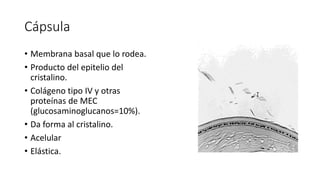 Cápsula
• Membrana basal que lo rodea.
• Producto del epitelio del
cristalino.
• Colágeno tipo IV y otras
proteínas de MEC
(glucosaminoglucanos=10%).
• Da forma al cristalino.
• Acelular
• Elástica.
 