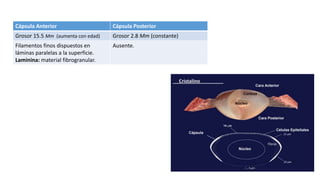Cápsula Anterior Cápsula Posterior
Grosor 15.5 Mm (aumenta con edad) Grosor 2.8 Mm (constante)
Filamentos finos dispuestos en
láminas paralelas a la superficie.
Laminina: material fibrogranular.
Ausente.
 