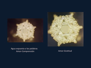 Agua expuesta a las palabras  Amor-Comprensión Amor-Gratitud 