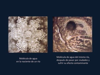 Molécula de agua del mismo río, después de pasar por ciudades y sufrir su efecto contaminante Molécula de agua en la naciente de un río 