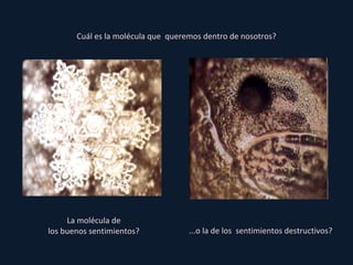 Cuál es la molécula que  queremos dentro de nosotros? La molécula de los buenos sentimientos? ...o la de los  sentimientos destructivos? 