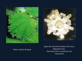 Agua del manantial Sanbu-Ichi Yusui, Nagasaka-Cho,  Kita-Koma-Gun, prefactura de Yamanashi Hojas y gotas de agua 