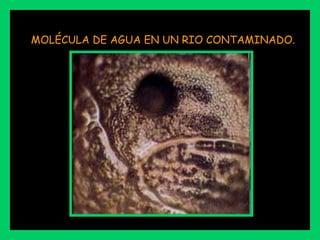 MOLÉCULA DE AGUA EN UN RIO CONTAMINADO.
 