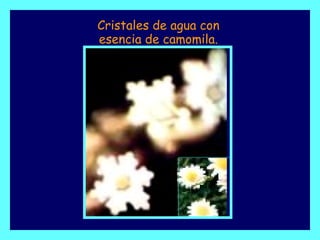 Cristales de agua con esencia de camomila. 