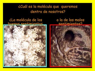 ¿Cuál es la molécula que  queremos dentro de nosotros? ¿La molécula de los buenos sentimientos, o la de los malos sentimientos? 