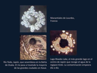 Manantiales de Lourdes,
Francia
Lago Biwako Lake, el más grande lago en el
centro de Japón que recoge el agua de la
regipon Kinki. La contaminación empeora
día a día.
Río Yodo, Japón, que sesemboca en la Bahía
de Osaka. El río pasa a travésde la mayoría
de las grandes ciudades en Kasai.
 