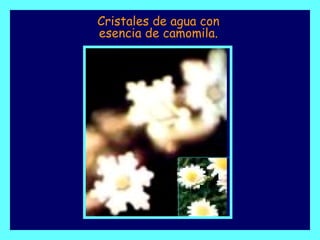 Cristales de agua con esencia de camomila. 