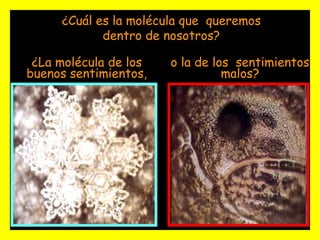 ¿Cuál es la molécula que  queremos dentro de nosotros? ¿La molécula de los buenos sentimientos, o la de los  sentimientos malos? 