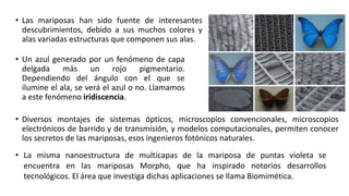 • Las mariposas han sido fuente de interesantes
descubrimientos, debido a sus muchos colores y
alas variadas estructuras que componen sus alas.
• Diversos montajes de sistemas ópticos, microscopios convencionales, microscopios
electrónicos de barrido y de transmisión, y modelos computacionales, permiten conocer
los secretos de las mariposas, esos ingenieros fotónicos naturales.
• Un azul generado por un fenómeno de capa
delgada más un rojo pigmentario.
Dependiendo del ángulo con el que se
ilumine el ala, se verá el azul o no. Llamamos
a este fenómeno iridiscencia.
• La misma nanoestructura de multicapas de la mariposa de puntas violeta se
encuentra en las mariposas Morpho, que ha inspirado notorios desarrollos
tecnológicos. El área que investiga dichas aplicaciones se llama Biomimética.
 