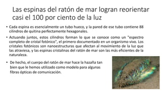 Las espinas del ratón de mar logran reorientar
casi el 100 por ciento de la luz
• Cada espina es esencialmente un tubo hueco, y la pared de ese tubo contiene 88
cilindros de quitina perfectamente hexagonales.
• Actuando juntos, estos cilindros forman lo que se conoce como un "espectro
completo de cristal fotónico", el primero documentado en un organismo vivo. Los
cristales fotónicos son nanoestructuras que afectan al movimiento de la luz que
las atraviesa, y las espinas cristalinas del ratón de mar son las más eficientes de la
naturaleza.
• De hecho, el cuerpo del ratón de mar hace la hazaña tan
bien que le hemos utilizado como modelo para algunas
fibras ópticas de comunicación.
 