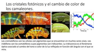 Los cristales fotónicos y el cambio de color de
los camaleones.
Los cromatóforos son las células con pigmentos que se encuentran en muchos seres vivos. Los
iridóforos son los comatóforos cuyos pigmentos son iridiscentes. La iridiscencia es el fenómeno
óptico asociado al cambio del tono o color de la luz reflejada en función del ángulo con el que se
mira.
 