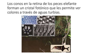 Los conos en la retina de los peces elefante
forman un cristal fotónico que les permite ver
colores a través de aguas turbias.
 